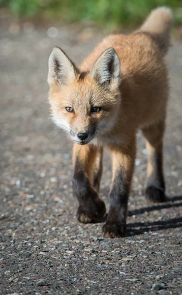 Červená Liška Zvíře Příroda Fauna — Stock fotografie