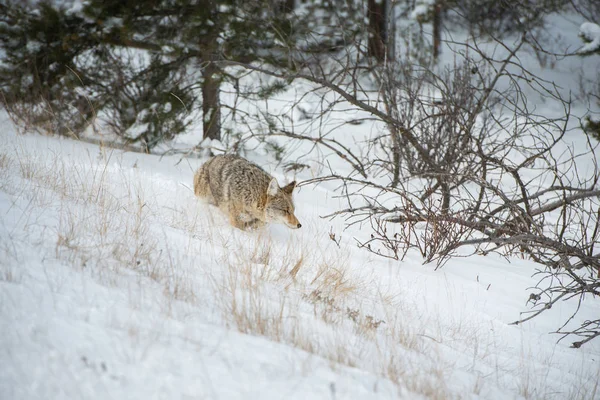 Coyote Sauvage Nature Faune — Photo