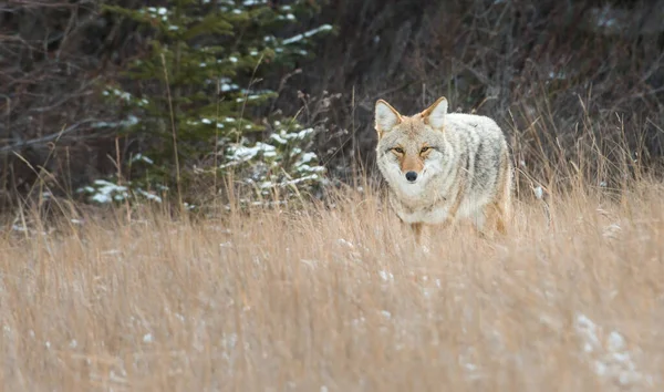 Coyote — Stock Photo, Image