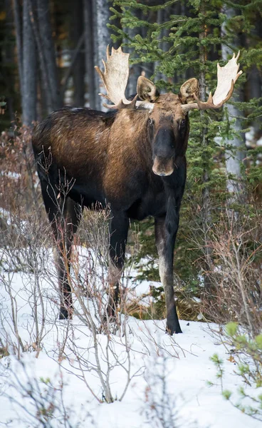 Wild Bull Moose Nature Fauna — Stok fotoğraf