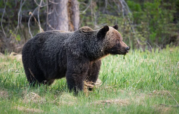 Orso Grizzly Selvatico Natura Fauna — Foto Stock