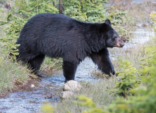 Urso Negro Selvagem Natureza Fauna — Fotografia de Stock