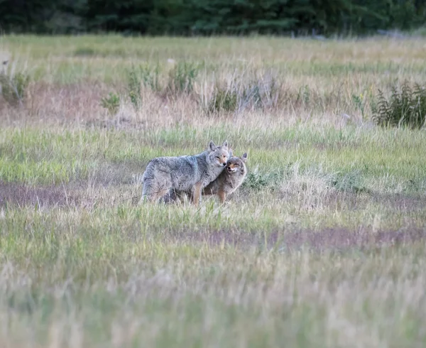 Coyotes Estado Salvaje Naturaleza Fauna — Foto de Stock