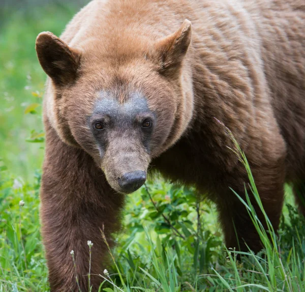 Dziki Czarny Niedźwiedź Natura Fauna — Zdjęcie stockowe