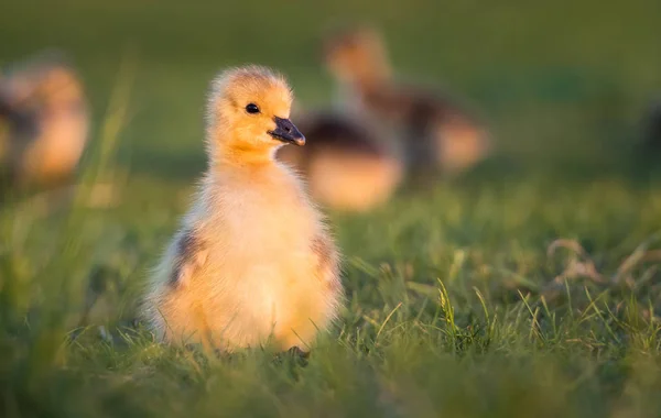 Kanadyjska Gęś Wolności Ptaszyno Natura Fauna — Zdjęcie stockowe