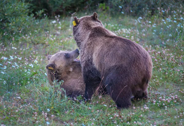 Osos Pardos Salvajes Naturaleza Fauna — Foto de Stock