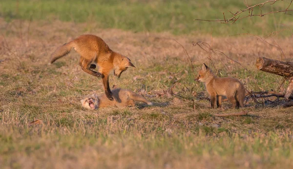 Κόκκινες Αλεπούδες Ζώα Φύση Πανίδα — Φωτογραφία Αρχείου