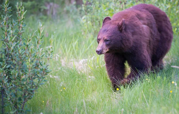 Urso Negro Selvagem Natureza Fauna — Fotografia de Stock