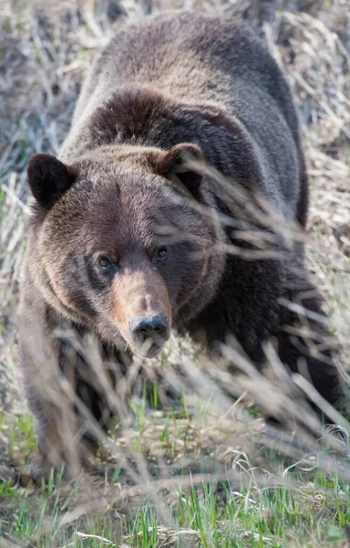 Orso Grizzly Selvatico Natura Fauna — Foto Stock