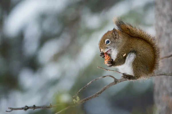 Écureuil Roux Dans Nature — Photo