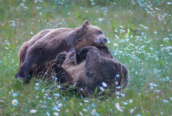 Wilde Grizzlyberen Natuur Fauna — Stockfoto