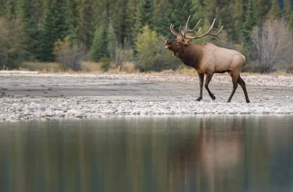 Alce Selvatico Animale Natura Fauna — Foto Stock