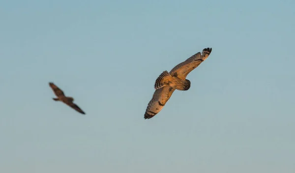 wild birds, animal. Nature, fauna