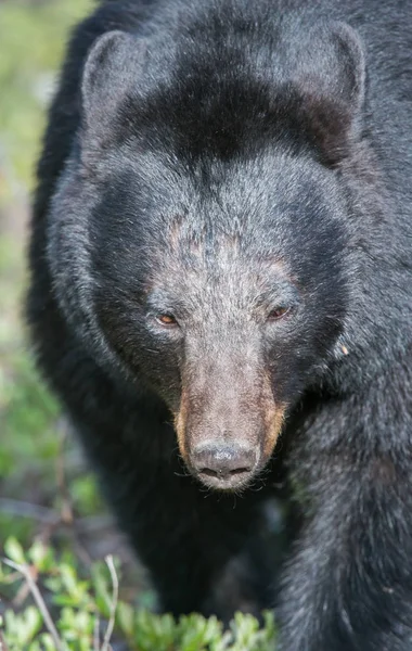 Wilder Schwarzbär Natur Fauna — Stockfoto