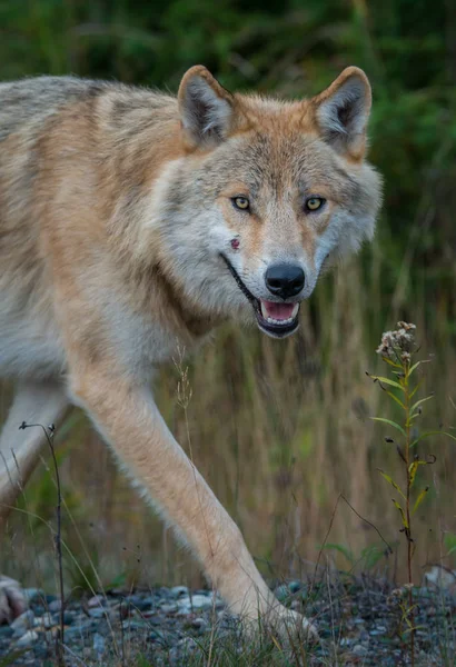 Lobo Salvaje Animal Naturaleza Fauna — Foto de Stock
