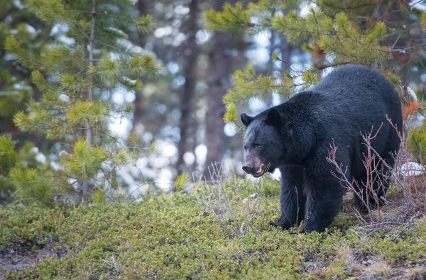 Wild Black Bear Nature Fauna — Stock Photo, Image