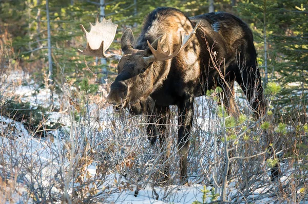 Wild Bull Moose Nature Fauna — ストック写真