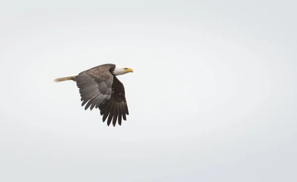 Aquila Selvatica Uccello Natura Fauna — Foto Stock