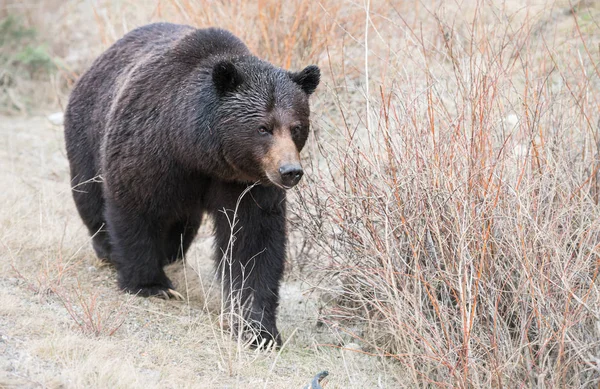 Wilder Grizzlybär Natur Fauna — Stockfoto