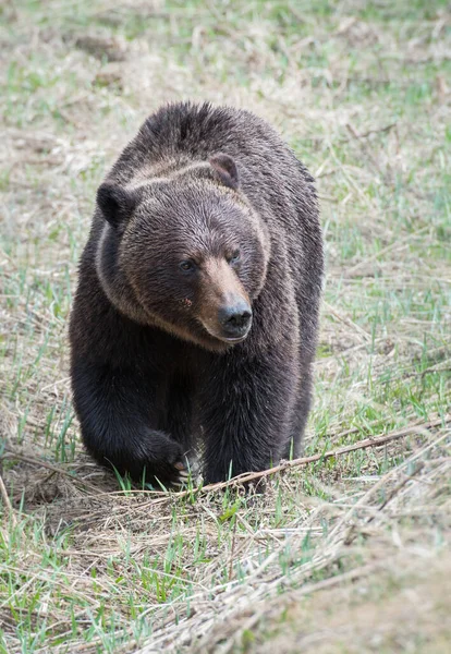 Wilder Grizzlybär Natur Fauna — Stockfoto