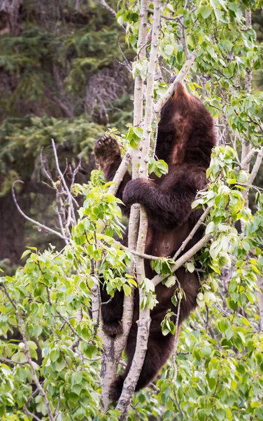 Orso Nero Selvatico Natura Fauna — Foto Stock