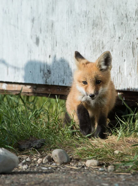 Czerwony Lis Zwierzę Natura Fauna — Zdjęcie stockowe