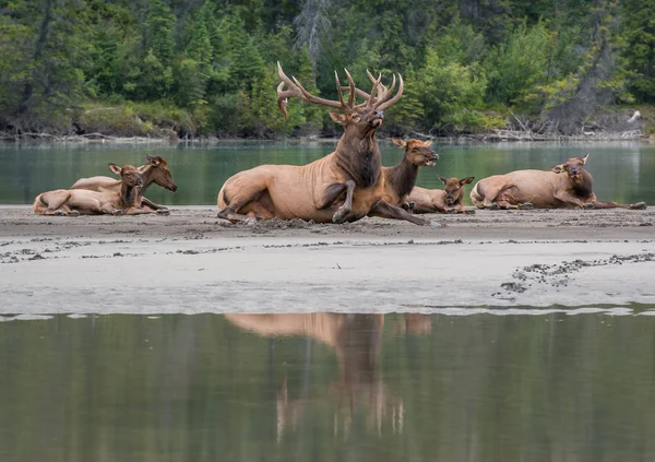 Alces Touro Selvagens Natureza Fauna — Fotografia de Stock