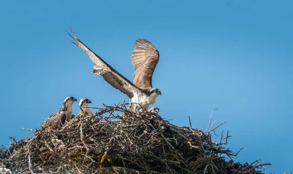 Osprey Alimentando Seus Jovens — Fotografia de Stock