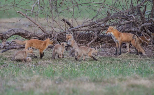 Rode Vossen Dieren Natuur Fauna — Stockfoto