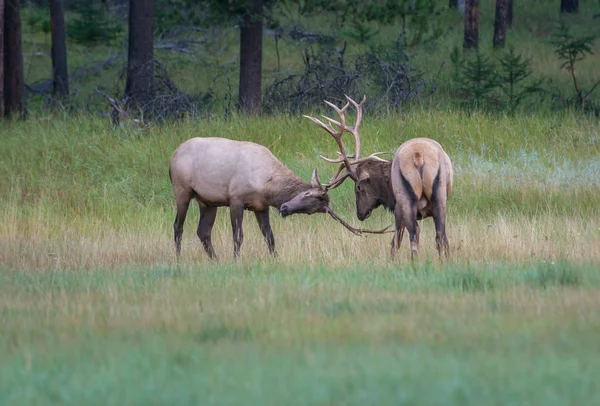 Wild Bull Elks Nature Fauna — 스톡 사진