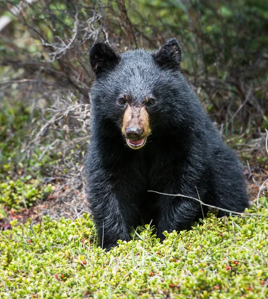 Divoký Černý Medvěd Příroda Fauna — Stock fotografie