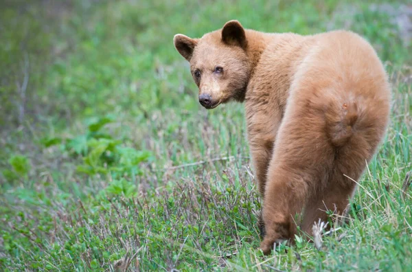 Wild Black Bear Nature Fauna — Stock Photo, Image