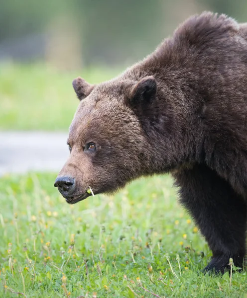 Divoký Medvěd Grizzly Příroda Fauna — Stock fotografie