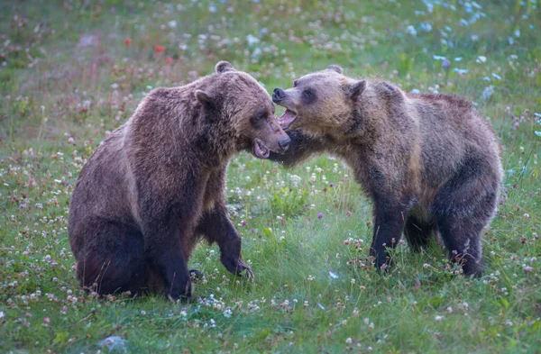 Wilde Grizzlyberen Natuur Fauna — Stockfoto