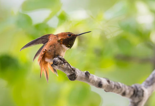Hummingbirdin Wild Bird Nature Fauna — Stock Photo, Image