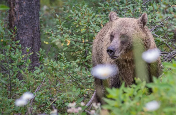 Urso Pardo Selvagem Natureza Fauna — Fotografia de Stock