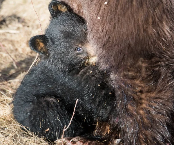 Oso Negro Salvaje Naturaleza Fauna — Foto de Stock