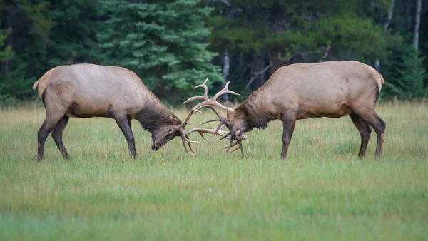 Alces Touro Selvagens Natureza Fauna — Fotografia de Stock