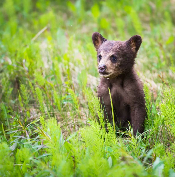 Urso Negro Selvagem Natureza Fauna — Fotografia de Stock