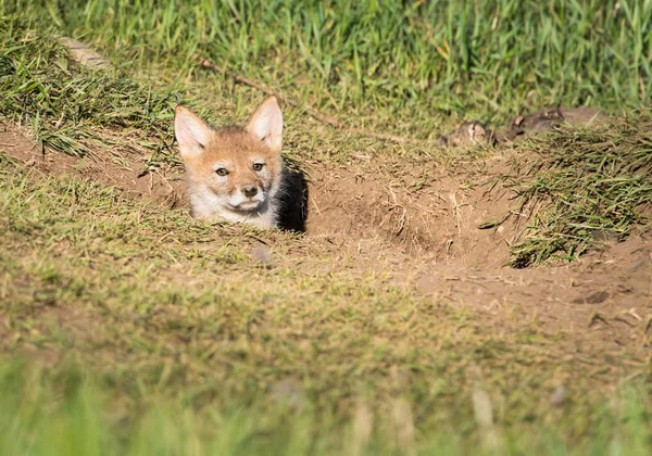 Kojot Dziczy Natura Fauna — Zdjęcie stockowe