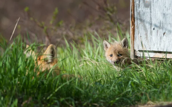 Röda Rävar Djur Natur Fauna — Stockfoto