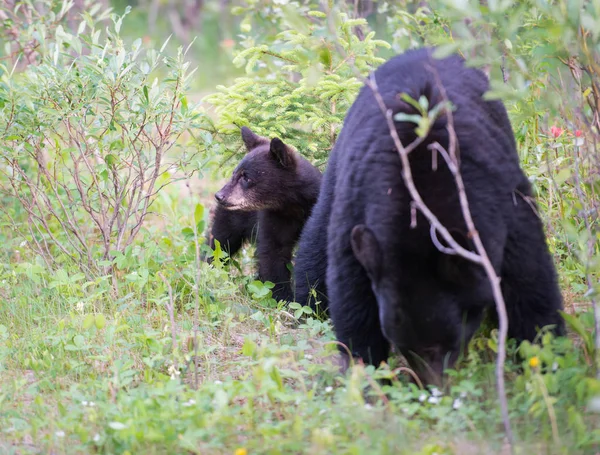 Άγρια Μαύρα Αρκουδάκια Φύση Πανίδα — Φωτογραφία Αρχείου