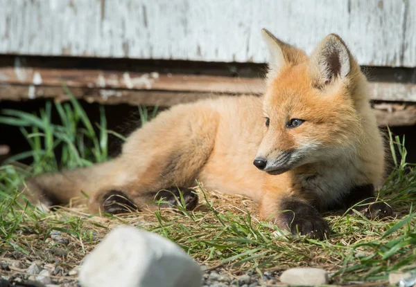 Czerwony Lis Zwierzę Natura Fauna — Zdjęcie stockowe