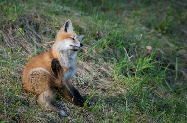 Renard Roux Animal Nature Faune — Photo