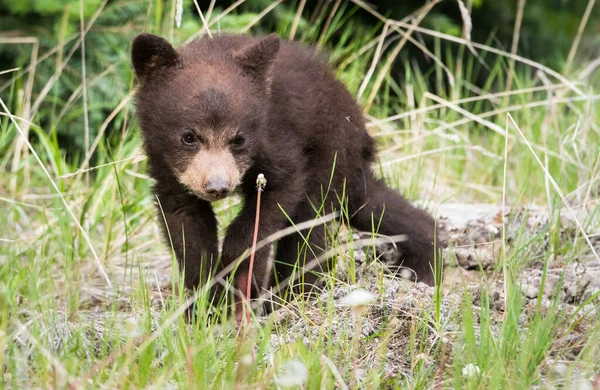 Άγρια Μαύρη Αρκούδα Φύση Πανίδα — Φωτογραφία Αρχείου