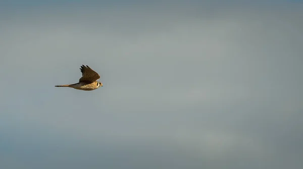 Faune Faucon Oiseau Nature Faune — Photo