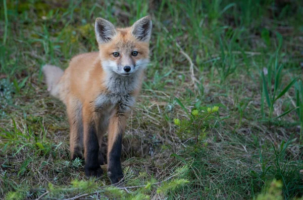 Rode Vos Dier Natuur Fauna — Stockfoto