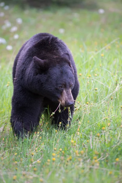 Wild Black Bear Nature Fauna — Stock Photo, Image