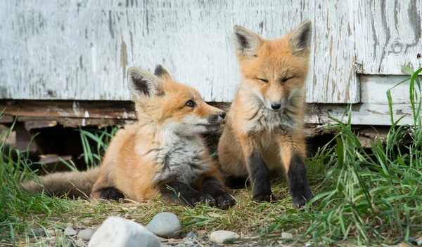 Renards Roux Animaux Nature Faune — Photo