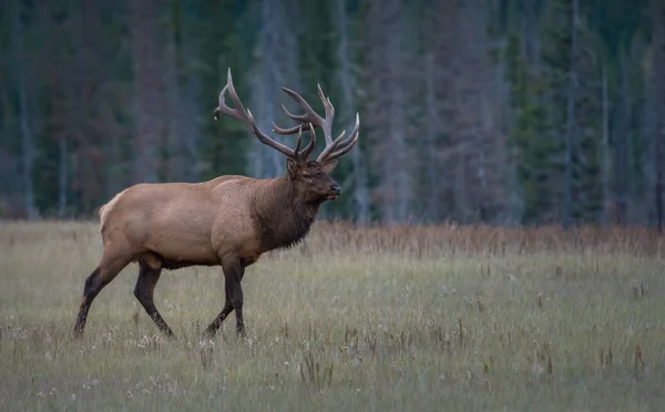 Wild Bull Elk Nature Fauna — 스톡 사진